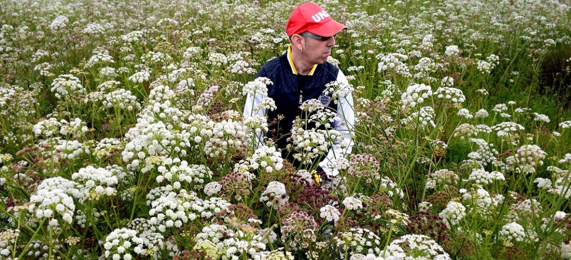 A man sitting alone in a field of white and green flowers. 