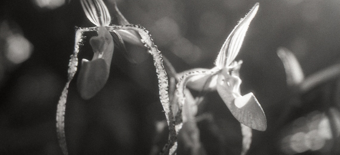Close up photograph of a flower. 